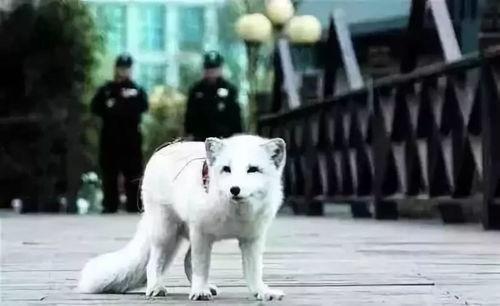 白狐血国产视频