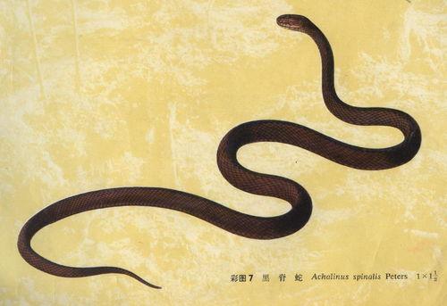 黑脊蛇是国产蛇吗视频,揭秘黑脊蛇的神秘魅力