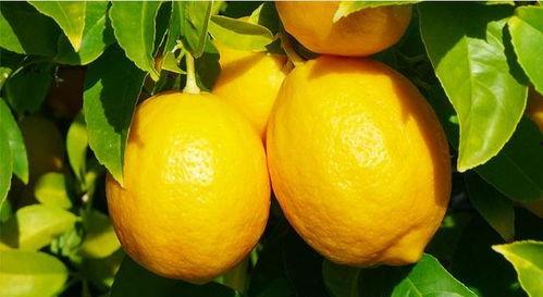 国产网红炸柠檬视频,酸辣可口，瞬间点燃味蕾的国产美食新宠